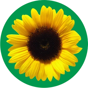 Hidden Disabilities Sunflower